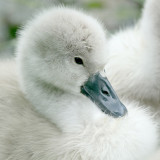 165:365<br>fluffy young cygnet