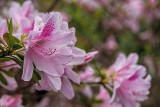 Azalea 2017 v 4.0.jpg