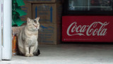Coca Cola cat