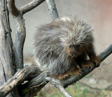 North American porcupine