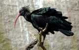 Northern bald ibis/Waldrapp