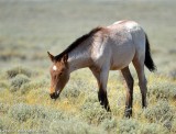 2017-09-18 pilot butte horses_0985 copy.jpg