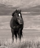 20150602_5935.mono.jpg