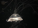 IMG_1140.jpg