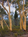 Enchanted Forest - The Pilliga