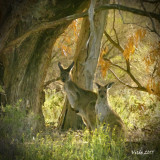 Eastern Grey Kangaroos (Macropus giganteus)