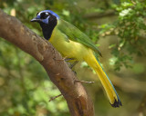 GREEN JAY