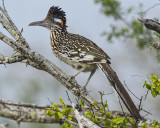 GREATER ROADRUNNER