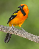 ALTAMIRA ORIOLE