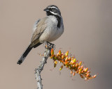 BLACK-THROATED SPARROW