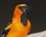 ALTAMIRA ORIOLE