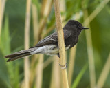 BLACK PHOEBE