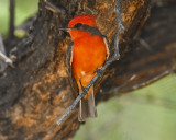 VERMILLION FLYCATCHER