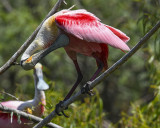 ROSEATE SPOONBILL