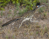 GREATER ROADRUNNER