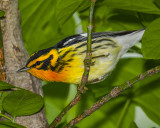 BLACKBURNIAN WARBLER