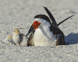 BLACK SKIMMER