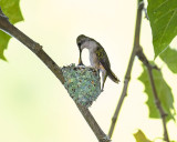 RUBY-THROATED HUMMINGBIRD