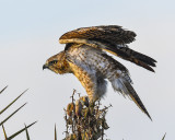 RED-TAILED HAWK