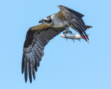 OSPREY with Mullet