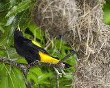 YELLOW-RUMPED CACIQUE