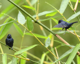 BLUE-BLACK GRASSQUIT