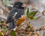 EASTERN TOWHEE