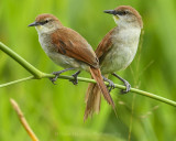 YELLOW-CHINNED SPINETAIL