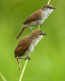 YELLOW-CHINNED SPINETAIL