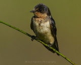 BARN SWALLOW