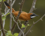 WHITE-WHISKERED SPINETAIL