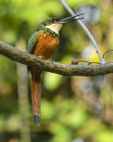 RUFOUS-TAILED JACAMAR