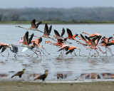 AMERICAN FLAMINGO