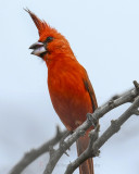 VERMILLION CARDINAL ♂