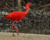 SCARLET IBIS