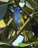 BLUE-CAPPED TANAGER