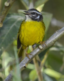 SANTA MARTA WARBLER