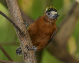 CHESTNUT PICULET