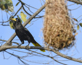 CRESTED OROPENDOLA