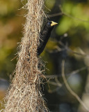 CRESTED OROPENDOLA