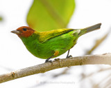 BAY-HEADED TANAGER