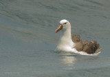 Indian Yellow-nosed Albatross (Thalassarche carteri) 