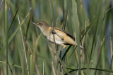 Great reed warbler - Acrocephalus arundinaceus 