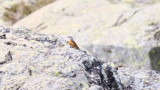 Common Rock Thrush - Monticola saxatili)