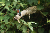 Green kingfisher - Chloroceryle americana 