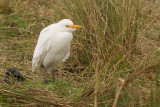 Cattle Egret - Bulbulcus ibis