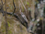 Ecuadorian hillstar (Oreotrochilus chimborazo)