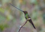 Sword-billed hummingbird (Ensifera ensifera) 