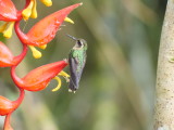 Speckled hummingbird (Adelomyia melanogenys)
