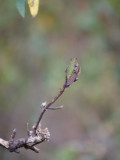 Tyrian metaltail (Metallura tyrianthina)